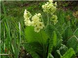 Oxlip (Primula elatior)